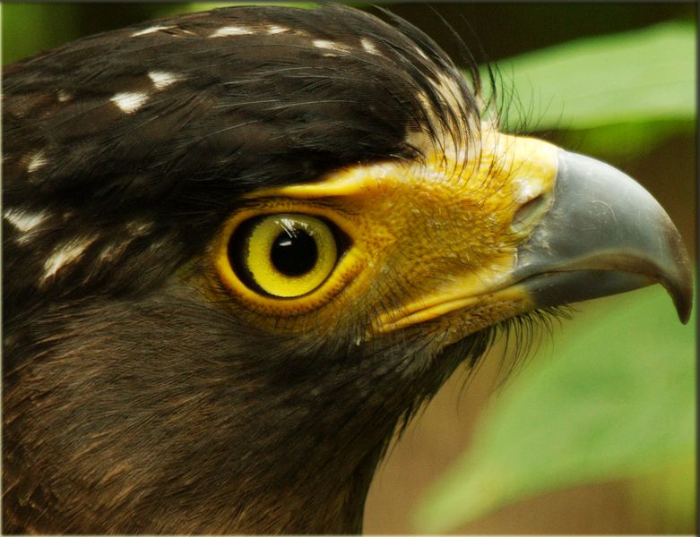 James Wei Artist Gallery Pentax