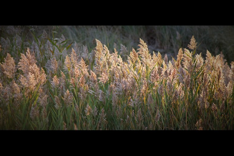 Mark Holden – Artist Gallery – Pentax